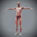 Female_Muscular_Skeletal_06