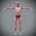 Female_Muscular_Skeletal_04