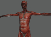Female_Muscular_Skeletal_13