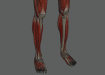 Female_Muscular_Skeletal_18