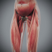 Female_Muscular_Skeletal_15
