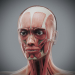 Female_Muscular_Skeletal_09