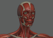 Female_Muscular_Skeletal_08