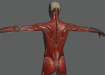 Female_Muscular_Skeletal_14