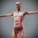 Female_Muscular_Skeletal_01