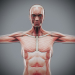 Female_Muscular_Skeletal_03