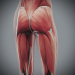 Female_Muscular_Skeletal_16