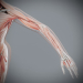 Female_Muscular_Skeletal_20