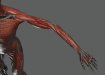 Female_Muscular_Skeletal_21