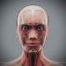 Female_Muscular_Skeletal_02