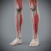 Female_Muscular_Skeletal_17
