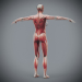 Female_Muscular_Skeletal_07