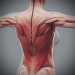 Female_Muscular_Skeletal_12