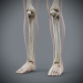 Female_Skeletal_Nervous_19