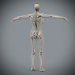 Female_Skeletal_Nervous_10