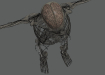 Female_Skeletal_Nervous_25