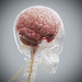 Female_Skeletal_Nervous_05