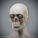 Female_Skeletal_Nervous_11