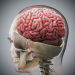 Female_Skeletal_Nervous_04