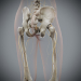 Female_Skeletal_Nervous_18