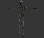 Female_Skeletal_Nervous_27