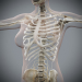 Female_Skeletal_Nervous_15