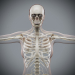Female_Skeletal_Nervous_06