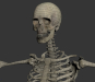 Female_Skeletal_Nervous_23