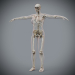 Female_Skeletal_Nervous_09