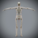 Female_Skeletal_Nervous_08