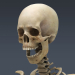 Female_Skeletal_Nervous_14