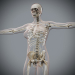 Female_Skeletal_Nervous_01