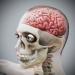 Female_Skeletal_Nervous_03