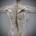 Female_Skeletal_Nervous_16