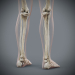 Female_Skeletal_Nervous_20