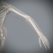 Female_Skeletal_Nervous_21