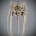 Female_Skeletal_Nervous_17