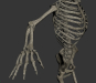 Female_Skeletal_Nervous_28