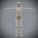 Female_Skeletal_Nervous_07