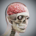 Female_Skeletal_Nervous_12