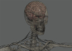Female_Skeletal_Nervous_24