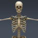 SkeletonMaxRigged_th004