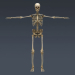 SkeletonMaxRigged_th005