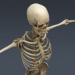 SkeletonMaxRigged_th010