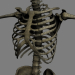 SkeletonMaxRigged_th022