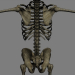 SkeletonMaxRigged_th023