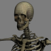 SkeletonMaxRigged_th021