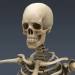 SkeletonMaxRigged_th003
