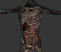 3D Anatomy Male Rigged Animated Maya 18
