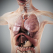 3D Anatomy Male Rigged Animated Maya 27